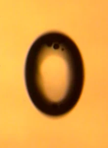 Drop elongated slightly, with particles gathered at its upper pole.